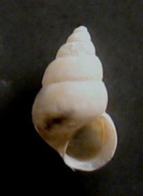 Pusillina incospiqua